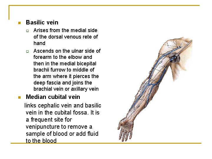 n Basilic vein q q n Arises from the medial side of the dorsal