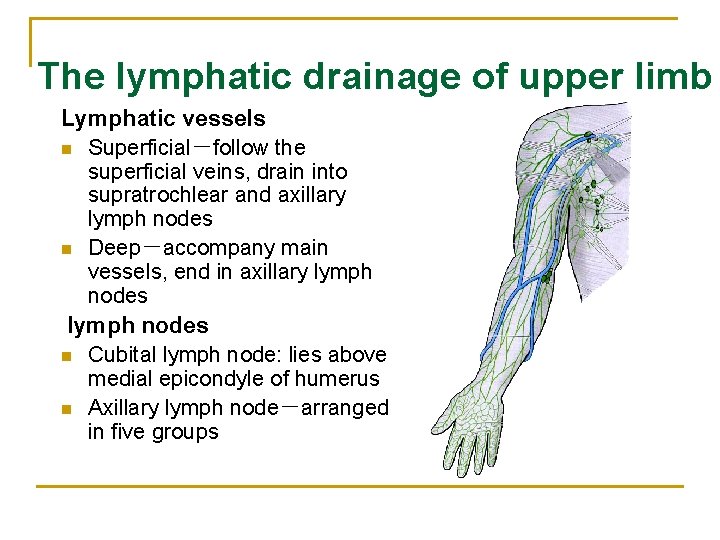 The lymphatic drainage of upper limb Lymphatic vessels n Superficial－follow the superficial veins, drain