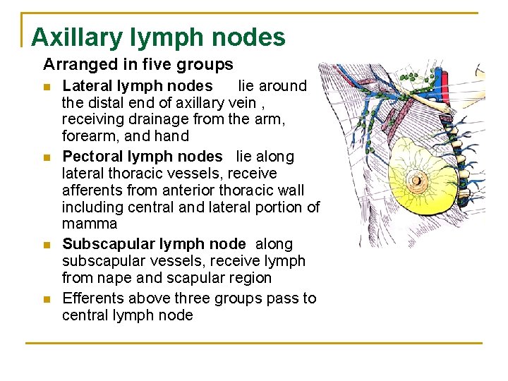 Axillary lymph nodes Arranged in five groups n n Lateral lymph nodes lie around