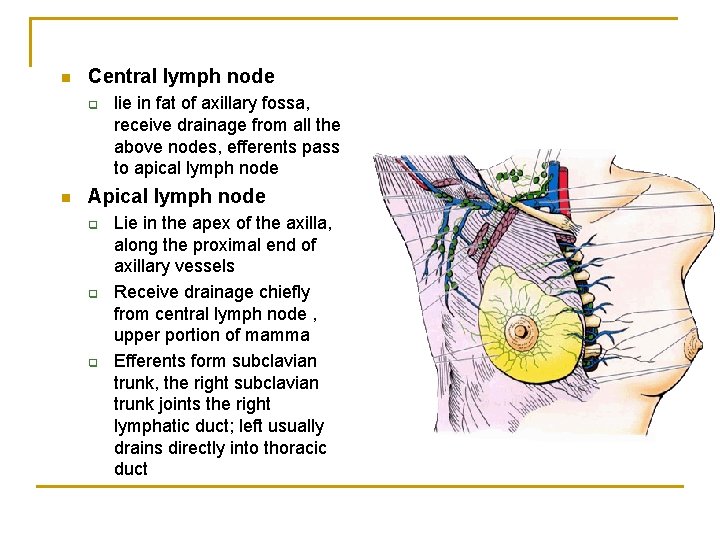 n Central lymph node q n lie in fat of axillary fossa, receive drainage