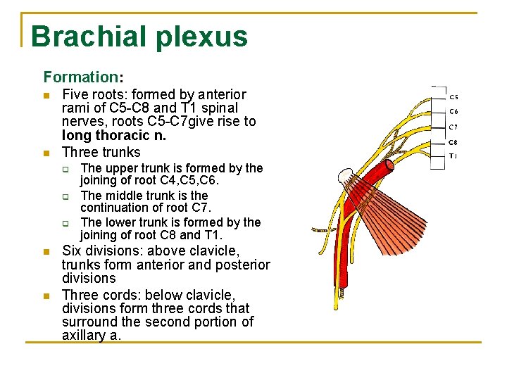 Brachial plexus Formation: n n Five roots: formed by anterior rami of C 5