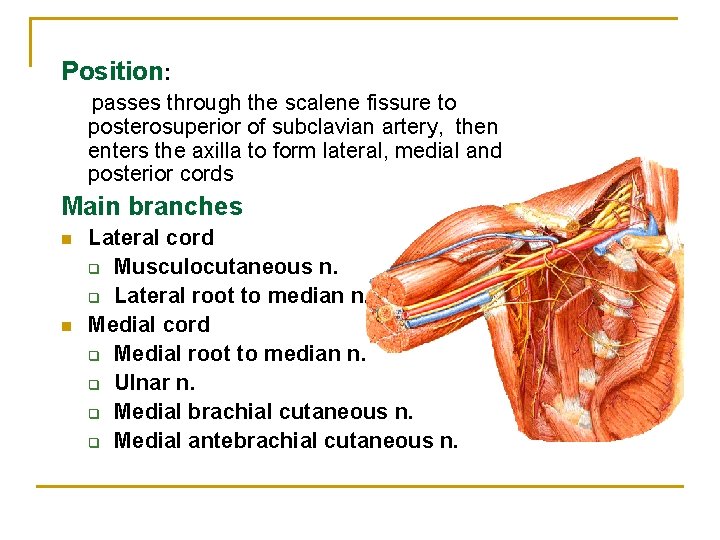 Position: passes through the scalene fissure to posterosuperior of subclavian artery, then enters the