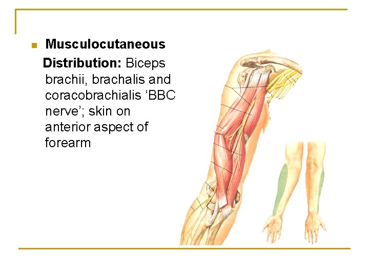 n Musculocutaneous Distribution: Biceps brachii, brachalis and coracobrachialis ‘BBC nerve’; skin on anterior aspect