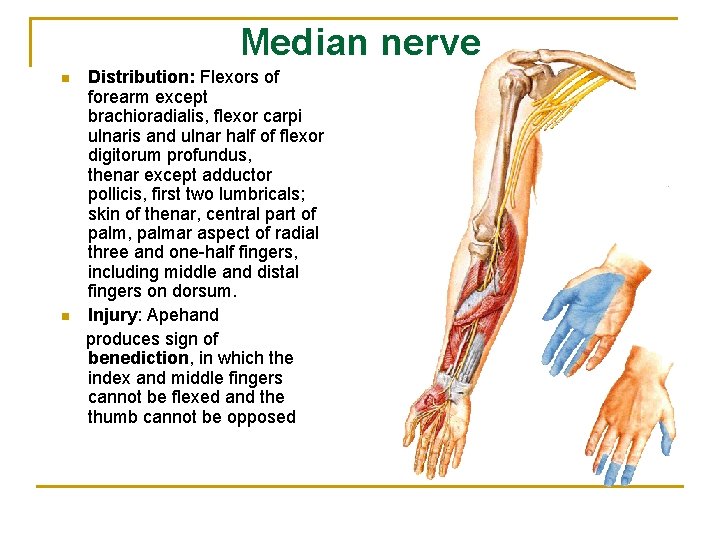 Median nerve n n Distribution: Flexors of forearm except brachioradialis, flexor carpi ulnaris and