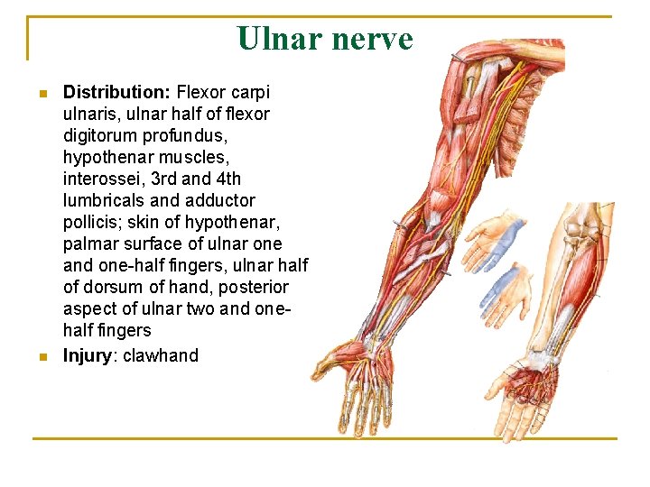 Ulnar nerve n n Distribution: Flexor carpi ulnaris, ulnar half of flexor digitorum profundus,