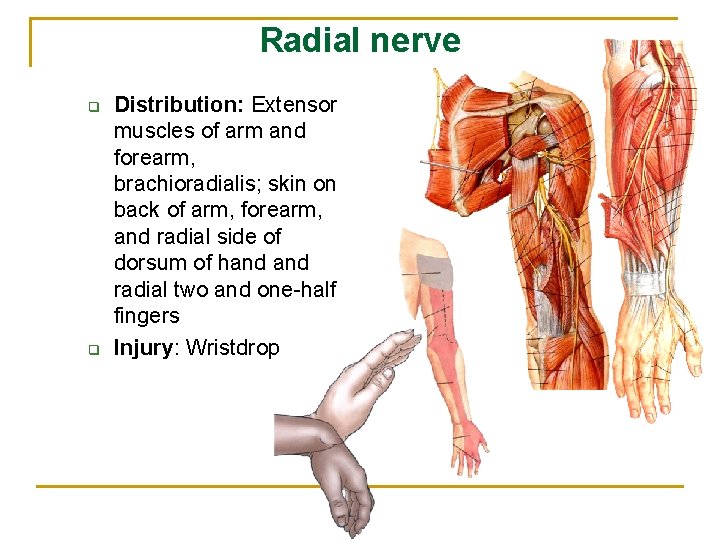 Radial nerve q q Distribution: Extensor muscles of arm and forearm, brachioradialis; skin on