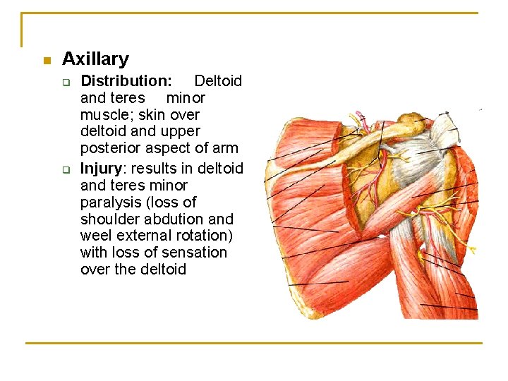 n Axillary q q Distribution: Deltoid and teres minor muscle; skin over deltoid and