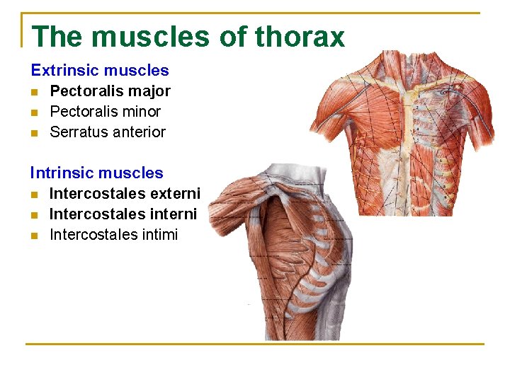 The muscles of thorax Extrinsic muscles n Pectoralis major n Pectoralis minor n Serratus