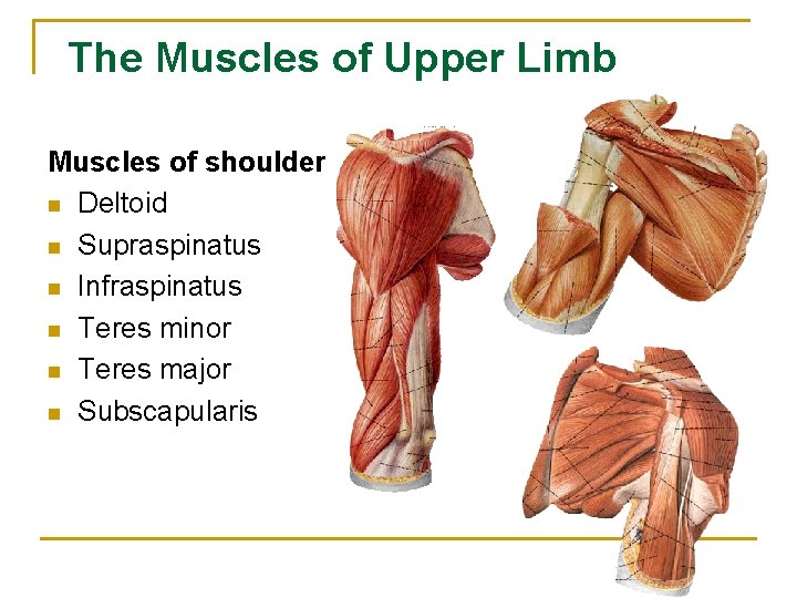The Muscles of Upper Limb Muscles of shoulder n Deltoid n Supraspinatus n Infraspinatus