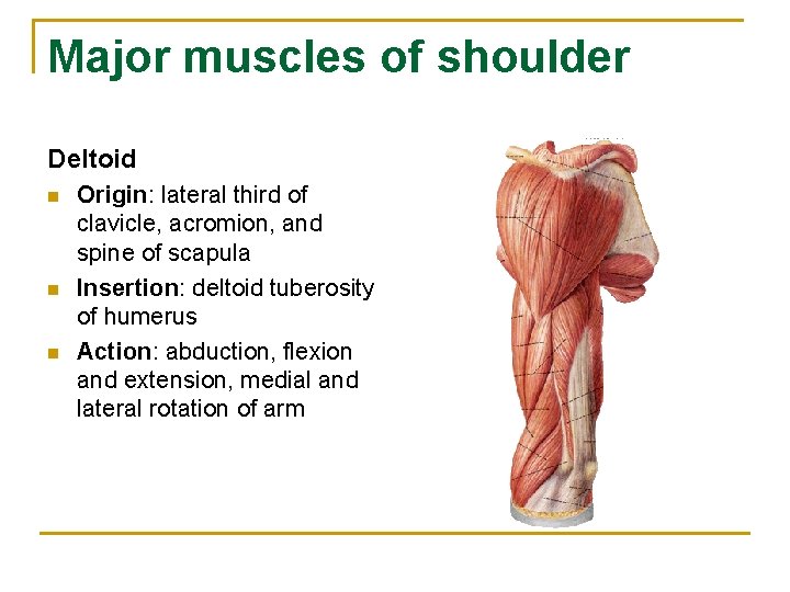 Major muscles of shoulder Deltoid n n n Origin: lateral third of clavicle, acromion,