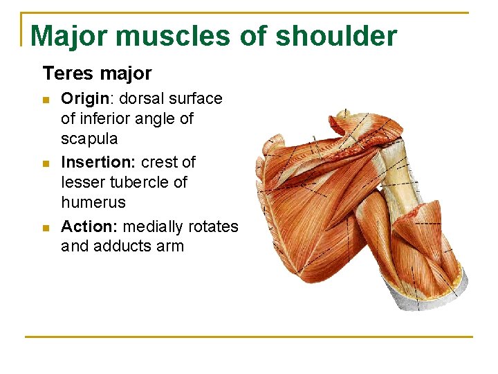 Major muscles of shoulder Teres major n n n Origin: dorsal surface of inferior