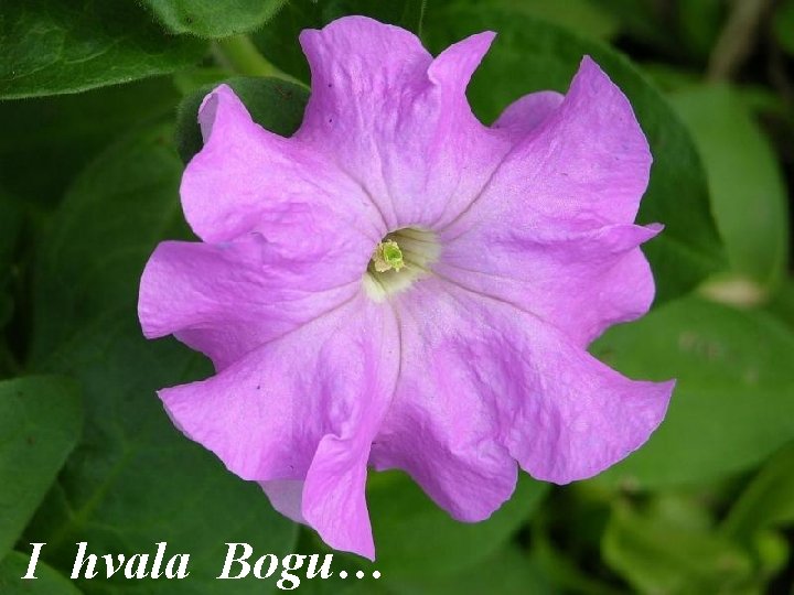 I hvala Bogu… 