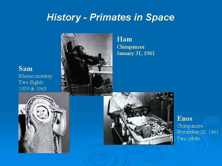 History - Primates in Space Ham Chimpanzee January 31, 1961 Sam Rhesus monkey Two