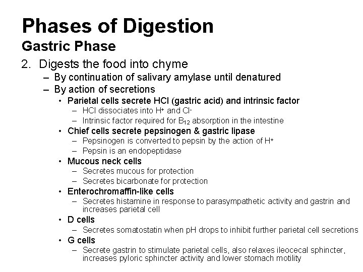Phases of Digestion Gastric Phase 2. Digests the food into chyme – By continuation