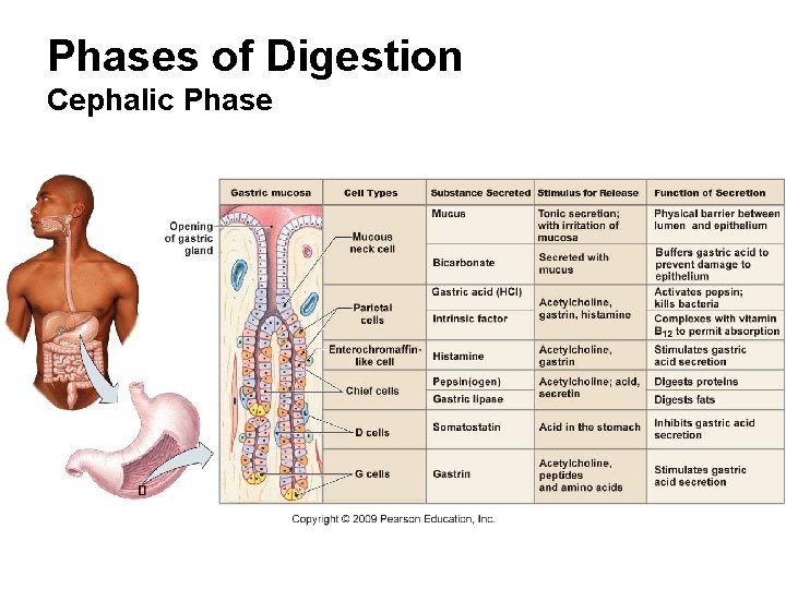 Phases of Digestion Cephalic Phase 
