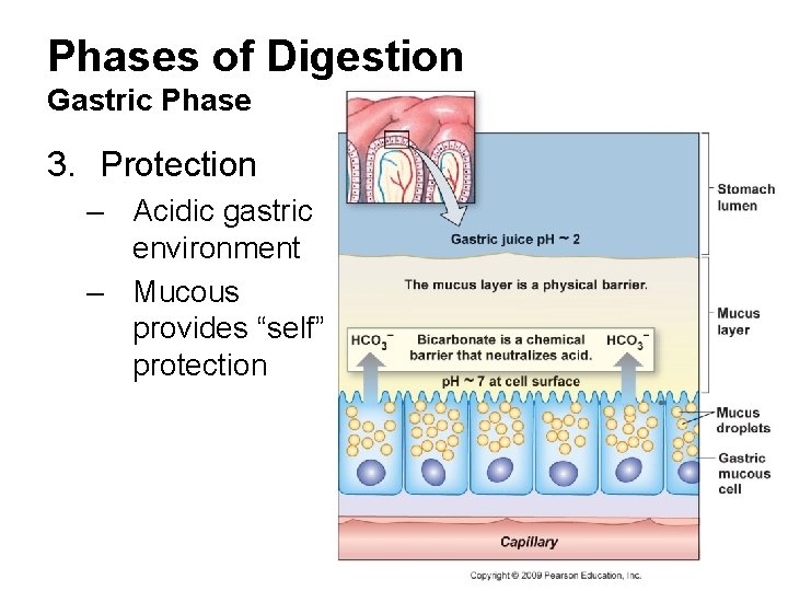 Phases of Digestion Gastric Phase 3. Protection – Acidic gastric environment – Mucous provides