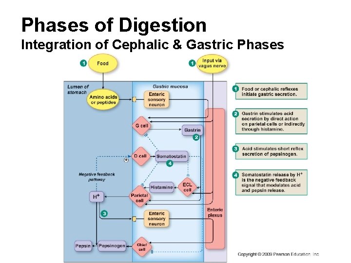 Phases of Digestion Integration of Cephalic & Gastric Phases 