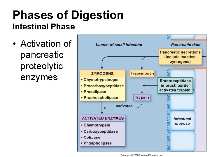 Phases of Digestion Intestinal Phase • Activation of pancreatic proteolytic enzymes 