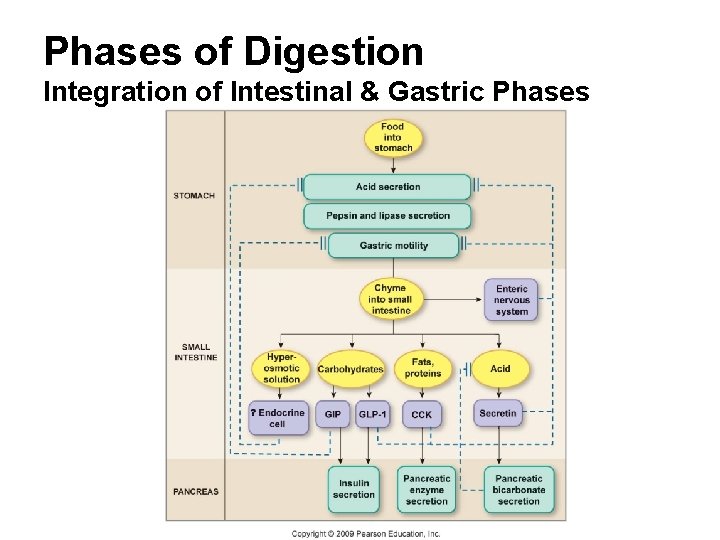 Phases of Digestion Integration of Intestinal & Gastric Phases 