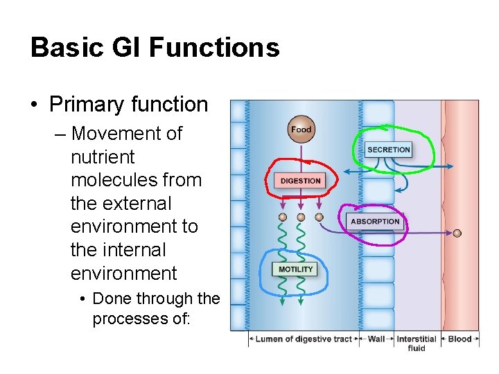 Basic GI Functions • Primary function – Movement of nutrient molecules from the external