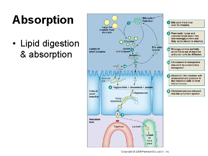 Absorption • Lipid digestion & absorption 