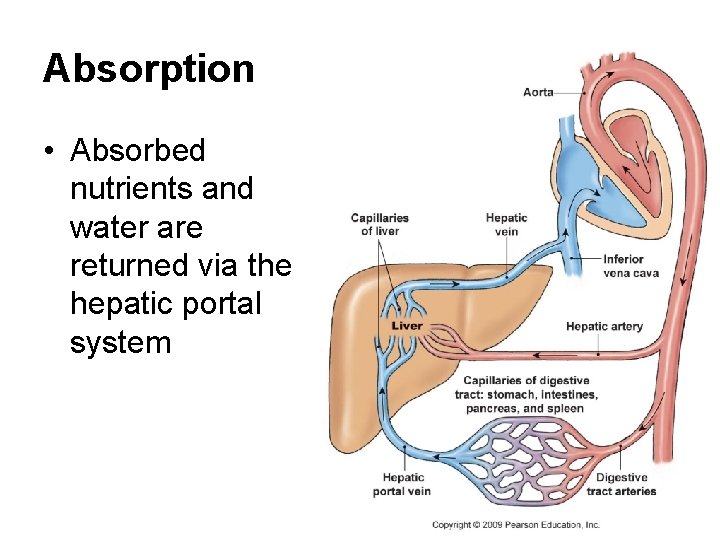 Absorption • Absorbed nutrients and water are returned via the hepatic portal system 