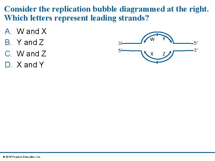 Consider the replication bubble diagrammed at the right. Which letters represent leading strands? A.