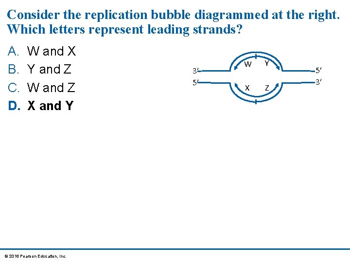 Consider the replication bubble diagrammed at the right. Which letters represent leading strands? A.