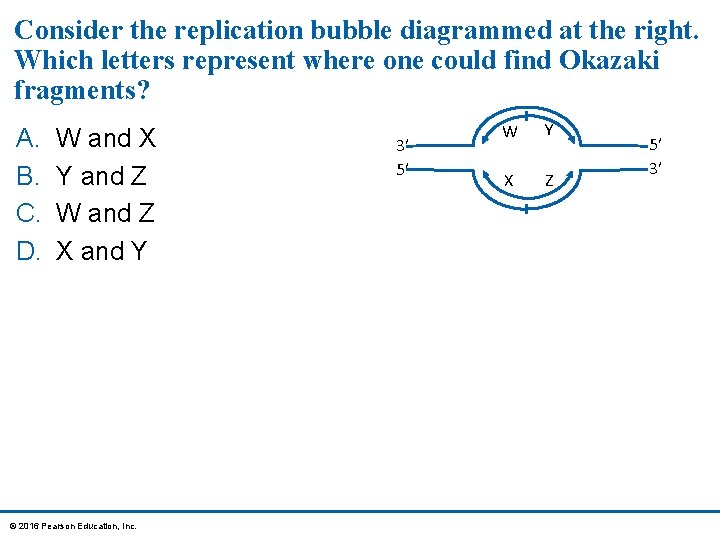 Consider the replication bubble diagrammed at the right. Which letters represent where one could