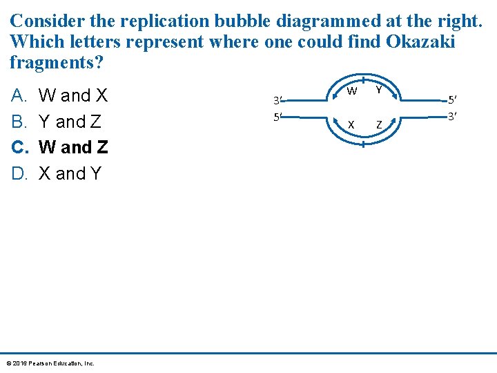 Consider the replication bubble diagrammed at the right. Which letters represent where one could