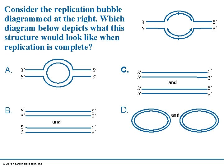 Consider the replication bubble diagrammed at the right. Which diagram below depicts what this