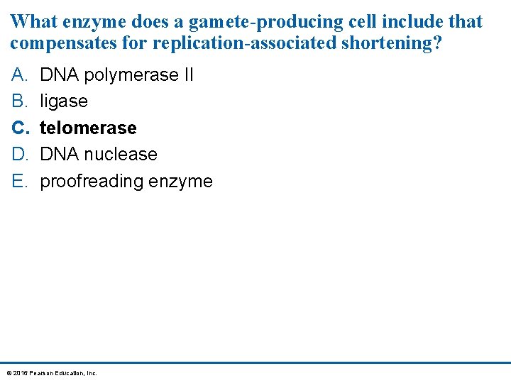 What enzyme does a gamete-producing cell include that compensates for replication-associated shortening? A. B.