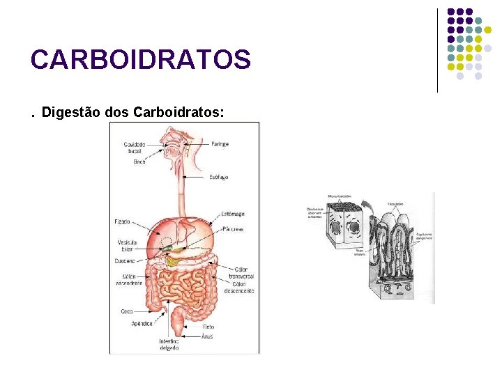 CARBOIDRATOS. Digestão dos Carboidratos: 