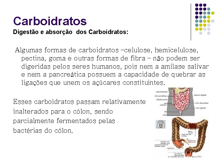 Carboidratos Digestão e absorção dos Carboidratos: Algumas formas de carboidratos –celulose, hemicelulose, pectina, goma