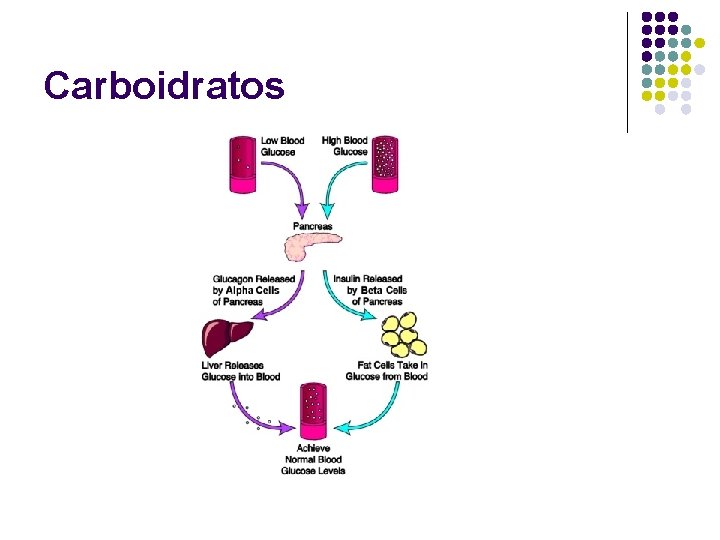 Carboidratos 