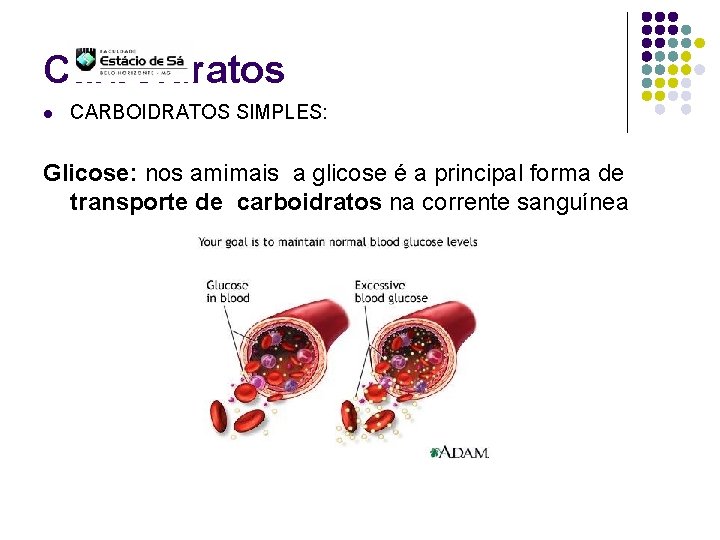 Carboidratos l CARBOIDRATOS SIMPLES: Glicose: nos amimais a glicose é a principal forma de