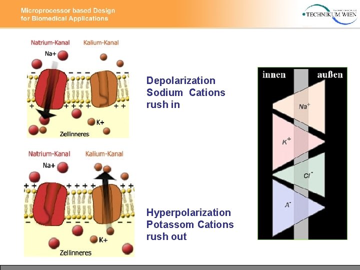 Depolarization Sodium Cations rush in Hyperpolarization Potassom Cations rush out 