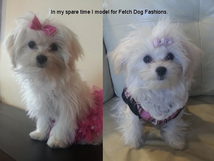 In my spare time I model for Fetch Dog Fashions. 