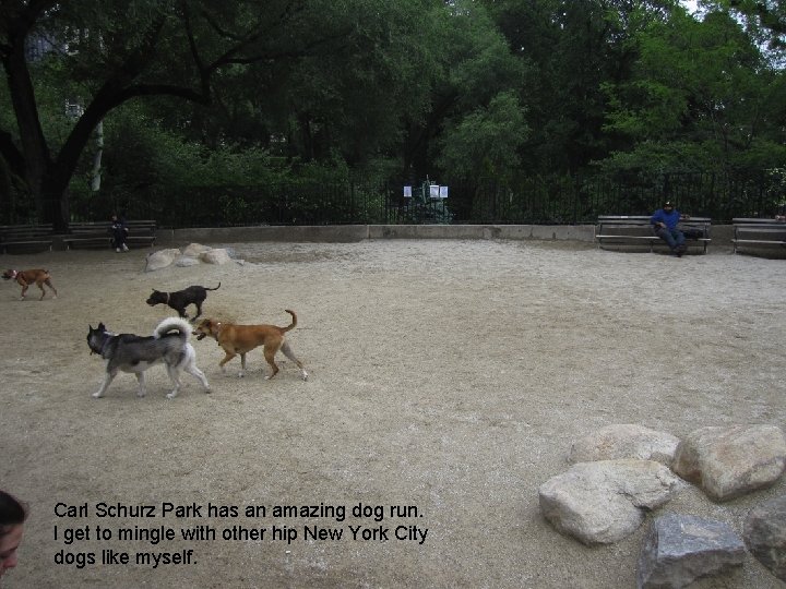 Carl Schurz Park has an amazing dog run. I get to mingle with other