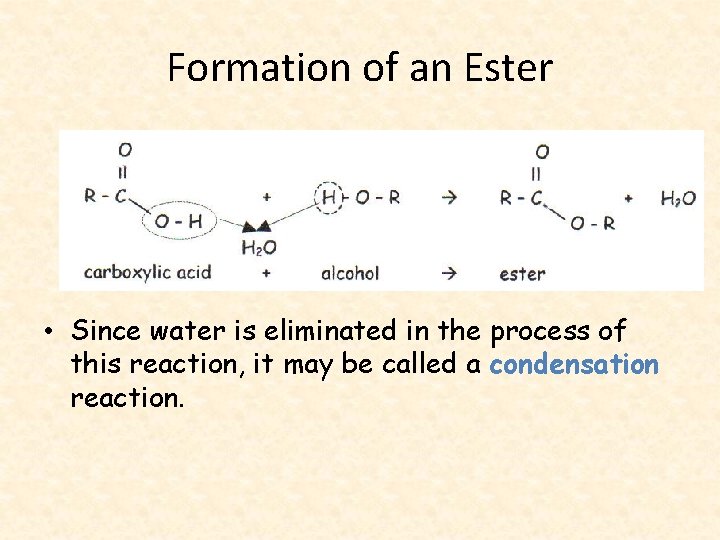 Formation of an Ester • Since water is eliminated in the process of this
