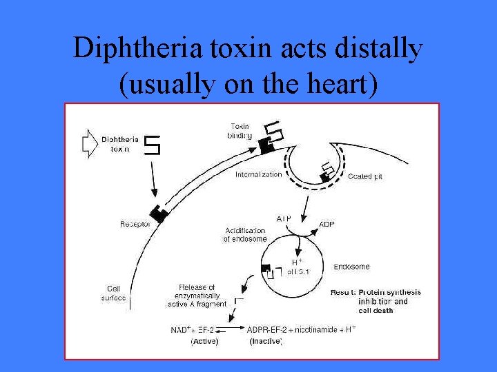 Diphtheria toxin acts distally (usually on the heart) 