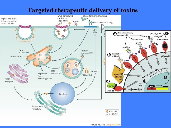 Targeted therapeutic delivery of toxins 