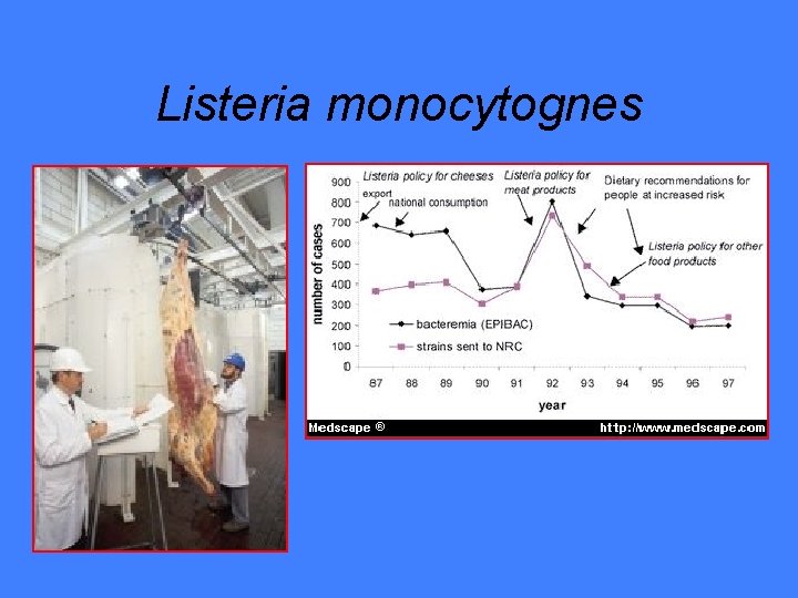 Listeria monocytognes 
