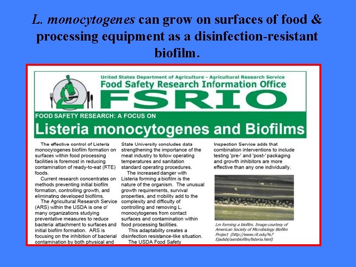 L. monocytogenes can grow on surfaces of food & processing equipment as a disinfection-resistant