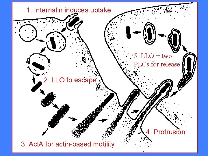 1. Internalin induces uptake 5. LLO + two PLCs for release 2. LLO to