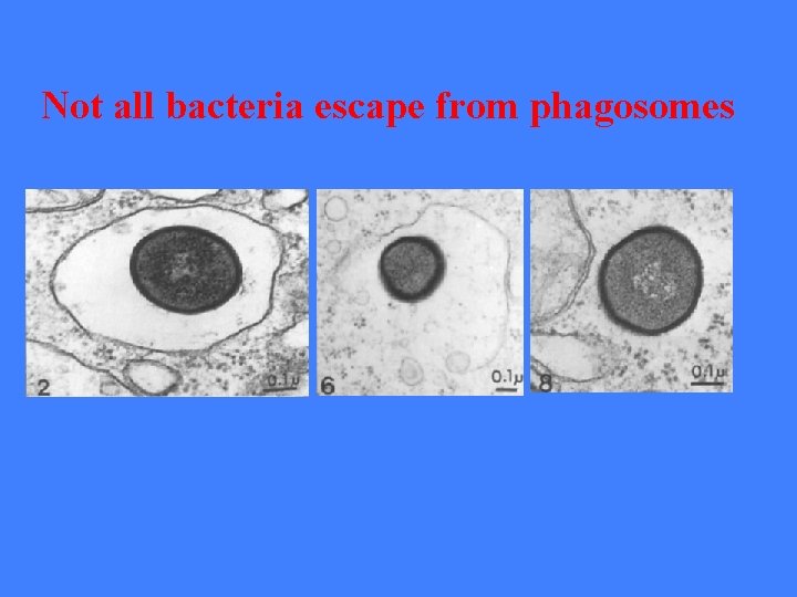 Not all bacteria escape from phagosomes 