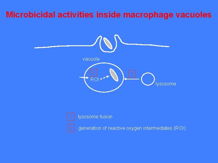 Microbicidal activities inside macrophage vacuoles vacuole 2 ROI 1 lysosome fusion 2 generation of