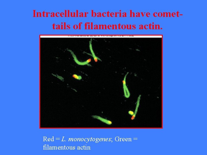 Intracellular bacteria have comettails of filamentous actin. Red = L. monocytogenes; Green = filamentous