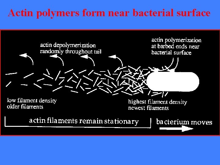 Actin polymers form near bacterial surface 