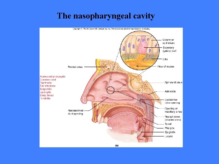 The nasopharyngeal cavity 